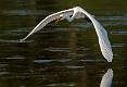 image by Kirms Photography Great Egret-3